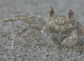Ghost Crab